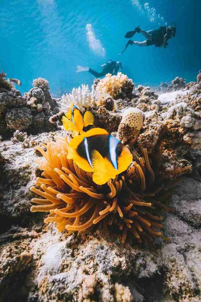 ¿Dónde bucear en Phi Phi? Guía y mapa con los mejores puntos 1 Los 7 mejores puntos de buceo en Phi Phi - Bida Nai