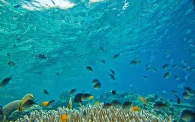 Coral Triangle: A paradise of biodiversity and diving