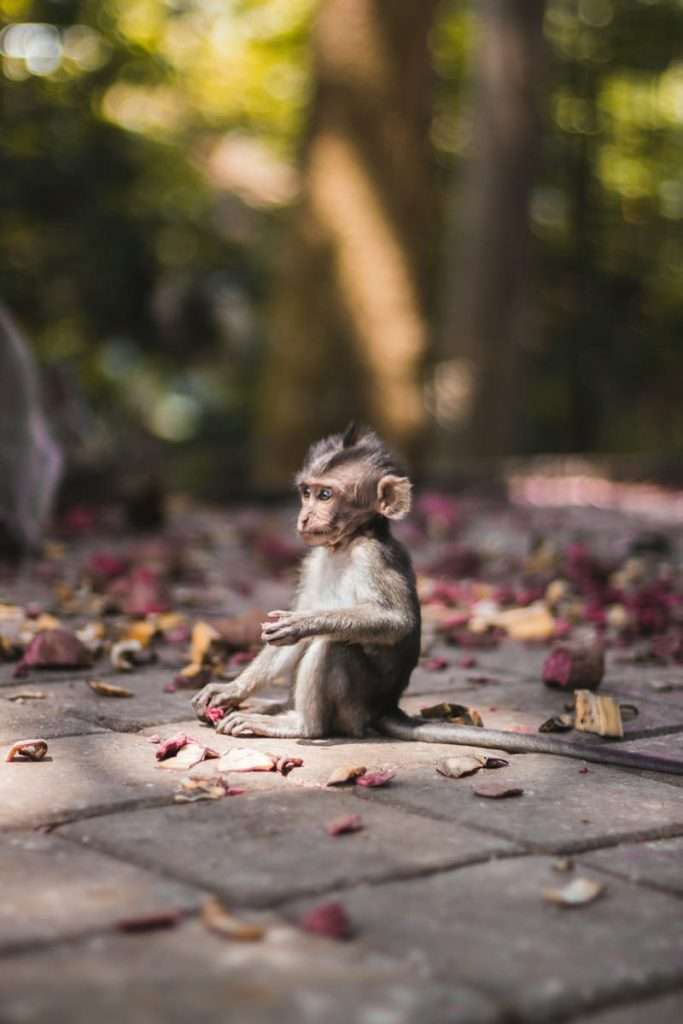 What to do in Bali? Activities, culture, relaxation, and more 4 Travel tips for Bali