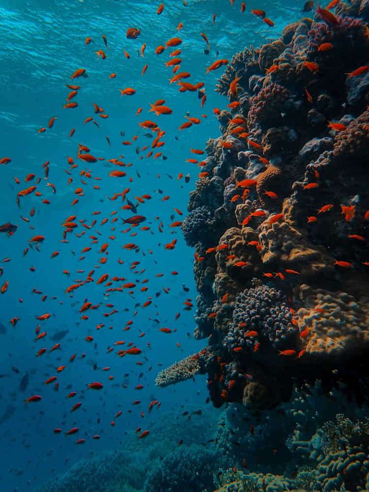 How to learn to dive? Everything you need to know 1 First steps to learn to dive