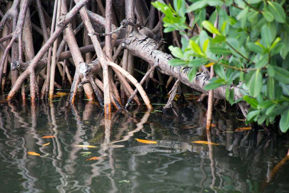 What are marine ecosystems? Key to life 4 marine ecosystem 3 - What are marine ecosystems? Key to life