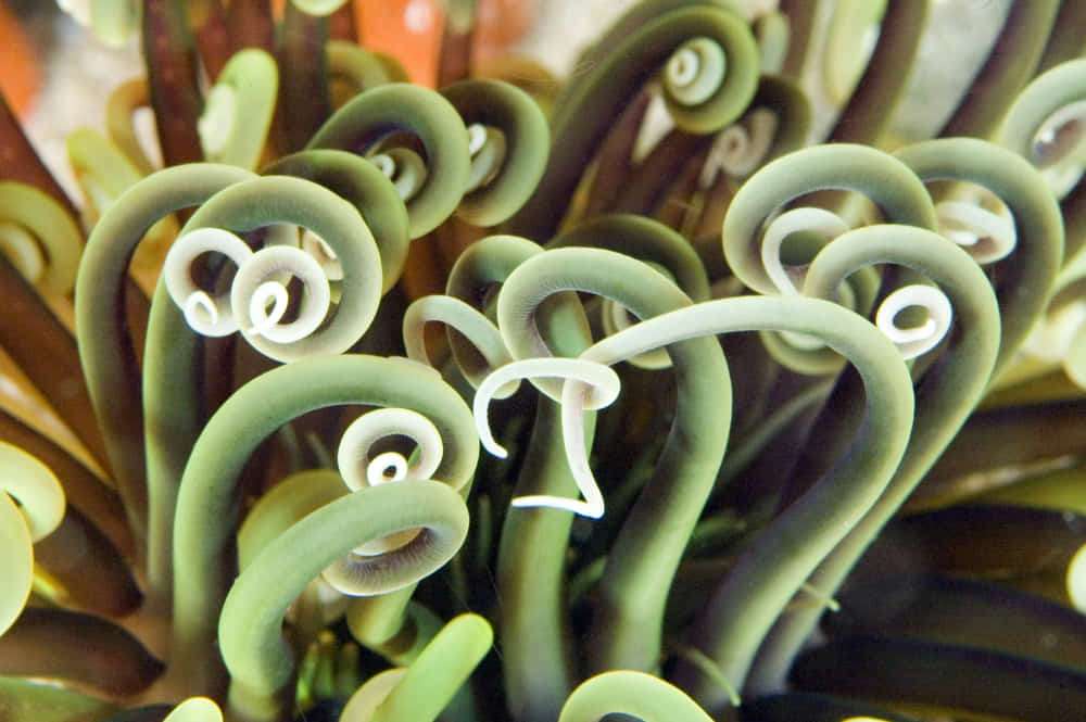 What are marine ecosystems? Key to life 2 Coral reef ecosystems