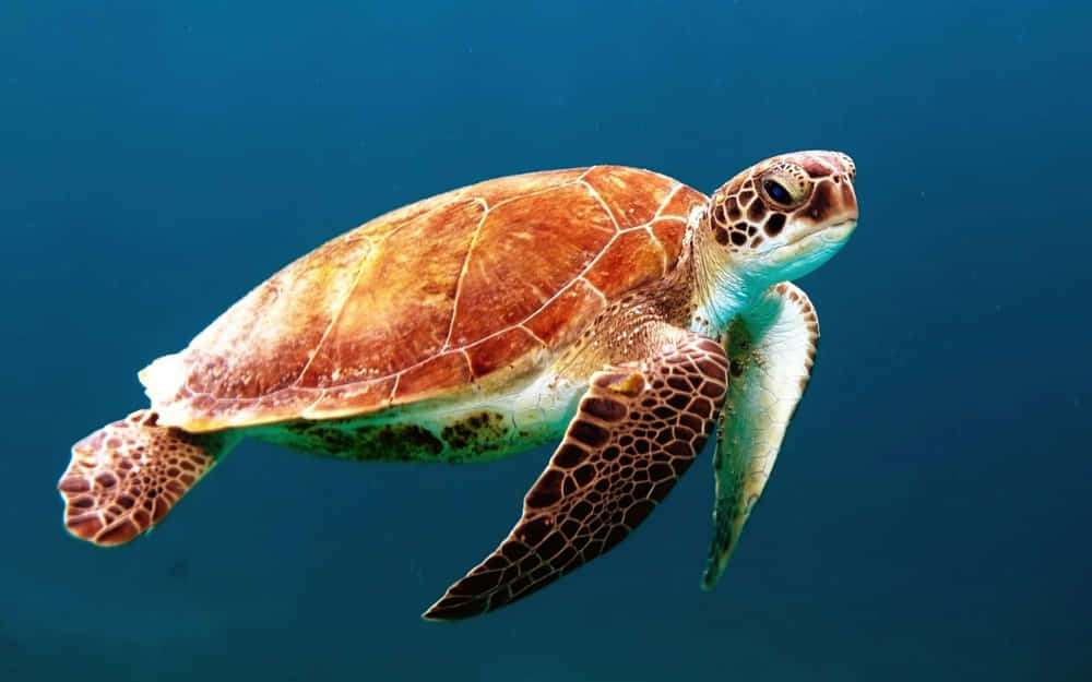 What are marine ecosystems? Key to life 1 What are marine ecosystems?
