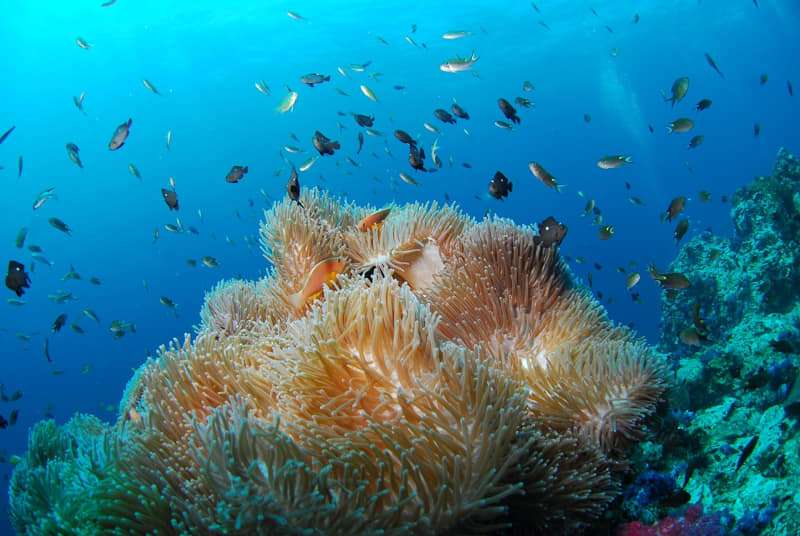 Protect the ocean by practicing sustainable diving 1 Why is it vital for marine conservation?