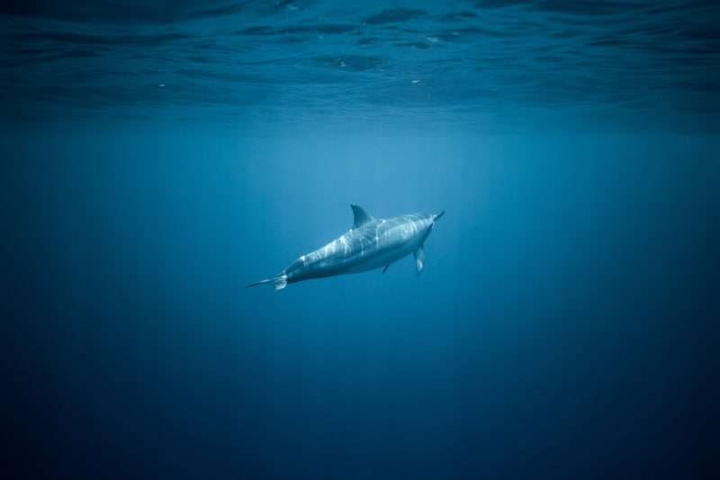 Diving with dolphins: a unique ocean experience 2 Is it safe to dive with dolphins?