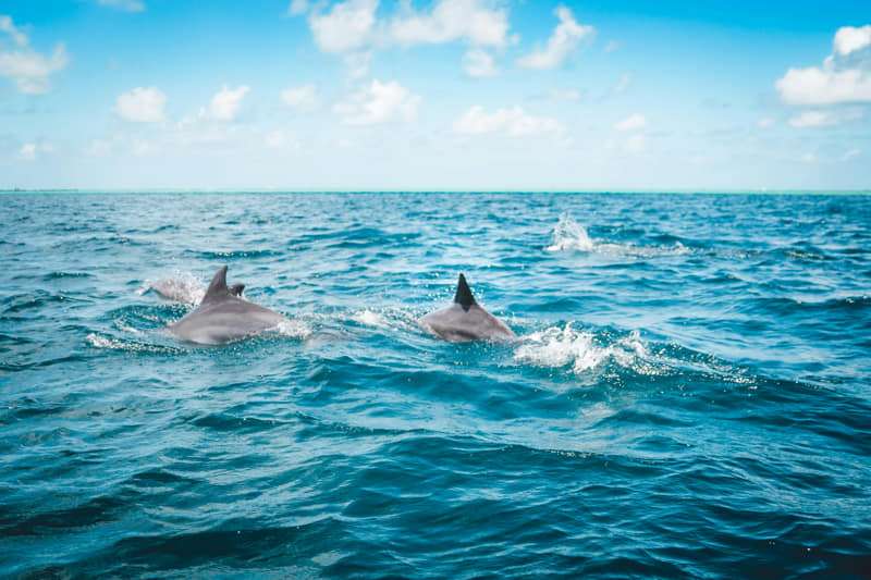 Diving with dolphins: a unique ocean experience 1 Tips for diving with dolphins