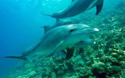 Diving with dolphins: a unique ocean experience