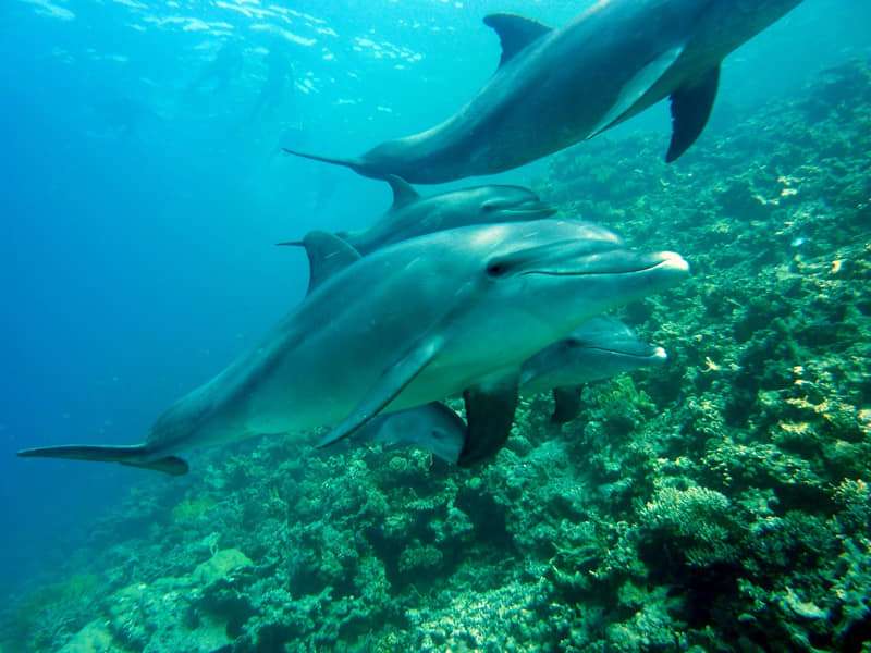 Diving with dolphins