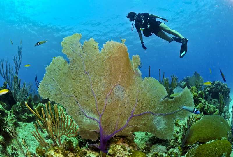 sustainable-diving Sustainable diving