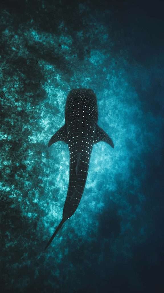 Persona nadando cerca de un tiburón ballena en aguas claras, demostrando la seguridad y majestuosidad del encuentro.