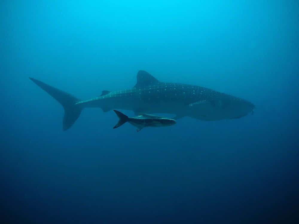 The best destinations to dive and swim with whale sharks 2 What do whale sharks eat?