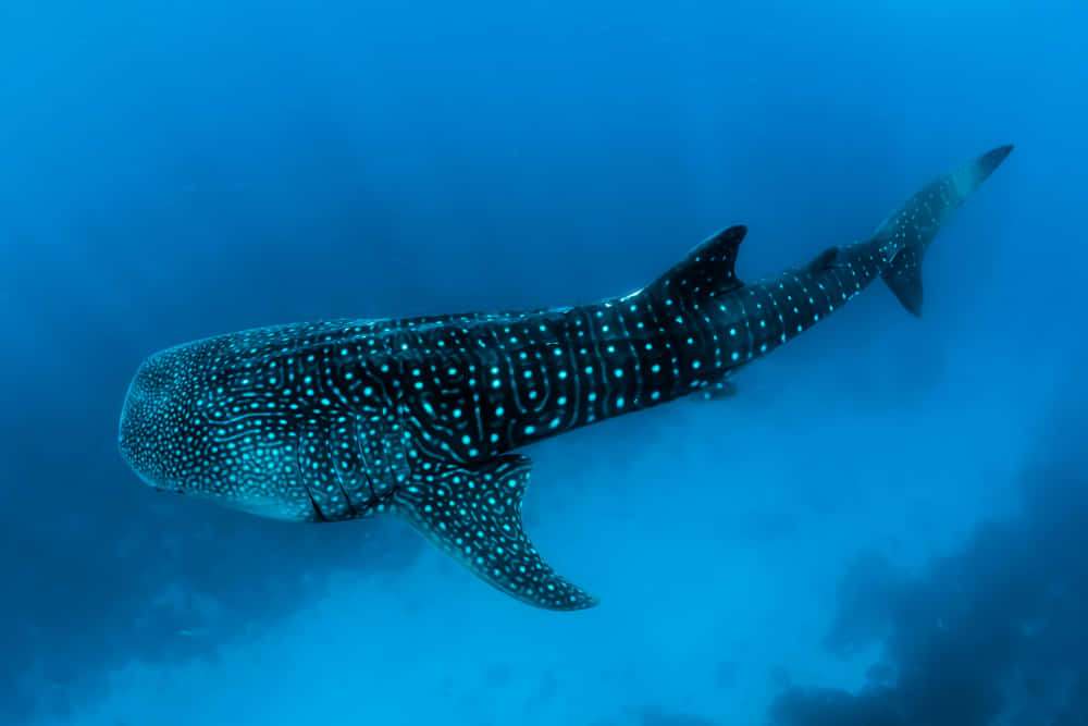 whale-shark3 Swim with whale shark