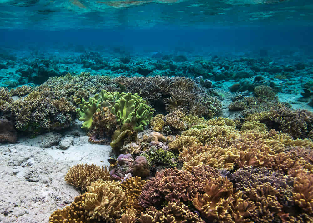 Where to Dive in Indonesia – The Best Places to Explore Underwater 3 Bunaken