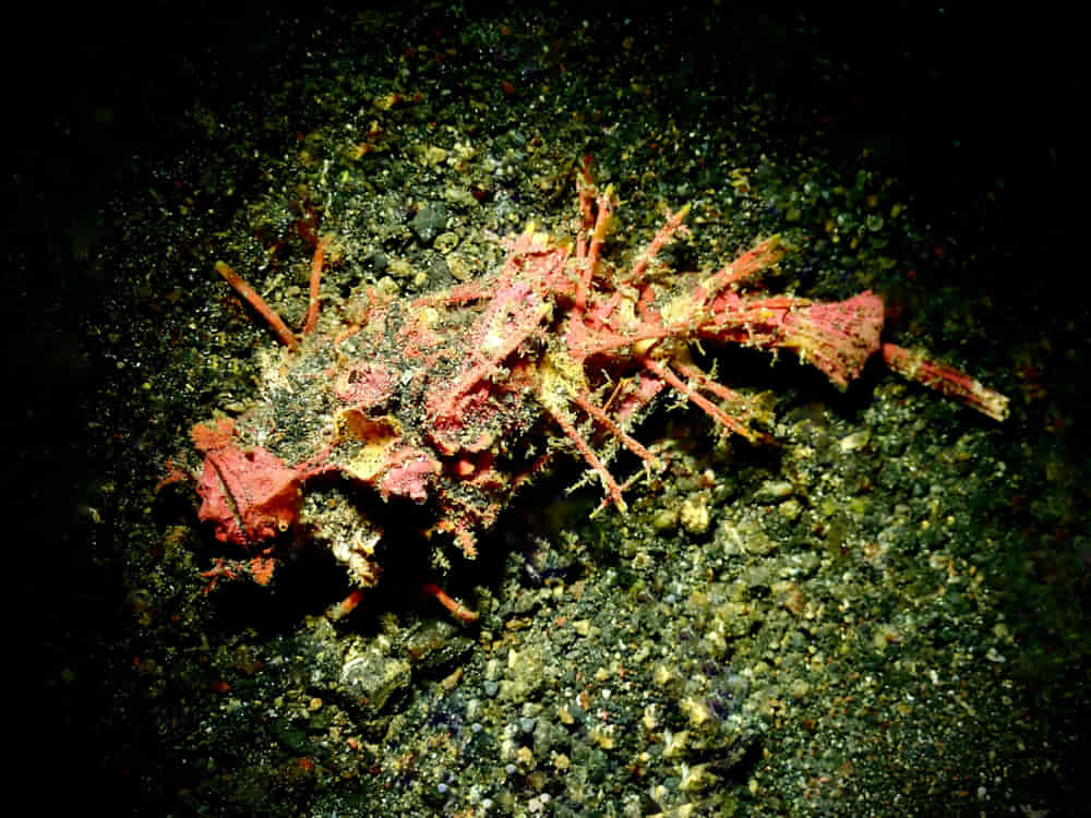 Where to Dive in Indonesia – The Best Places to Explore Underwater 6 Lembeh