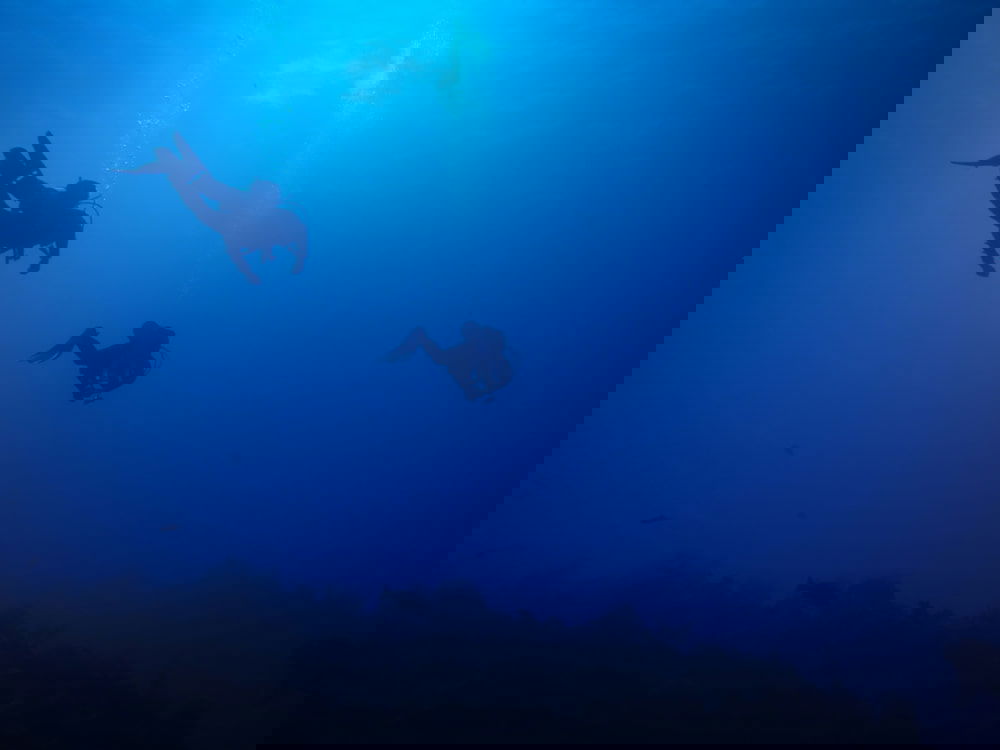Buceo en corrientes: Cómo disfrutarlo con seguridad 1 buceo en corrientes