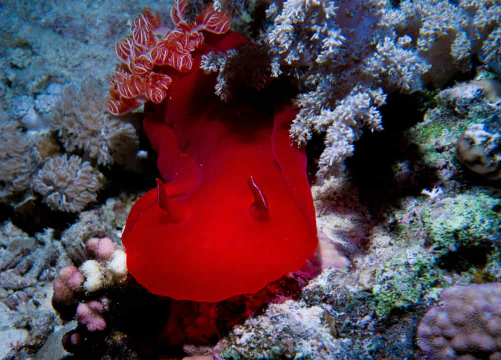 ¿Es peligroso bucear en el Mar Rojo? Qué saber antes de ir 3 ¿Es peligroso bucear en el Mar Rojo?