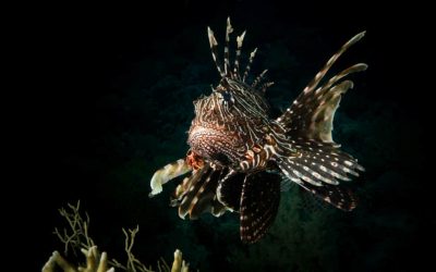 ¿Es peligroso bucear en el Mar Rojo? Qué saber antes de ir