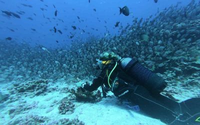 Buceo científico: explora el océano con propósito