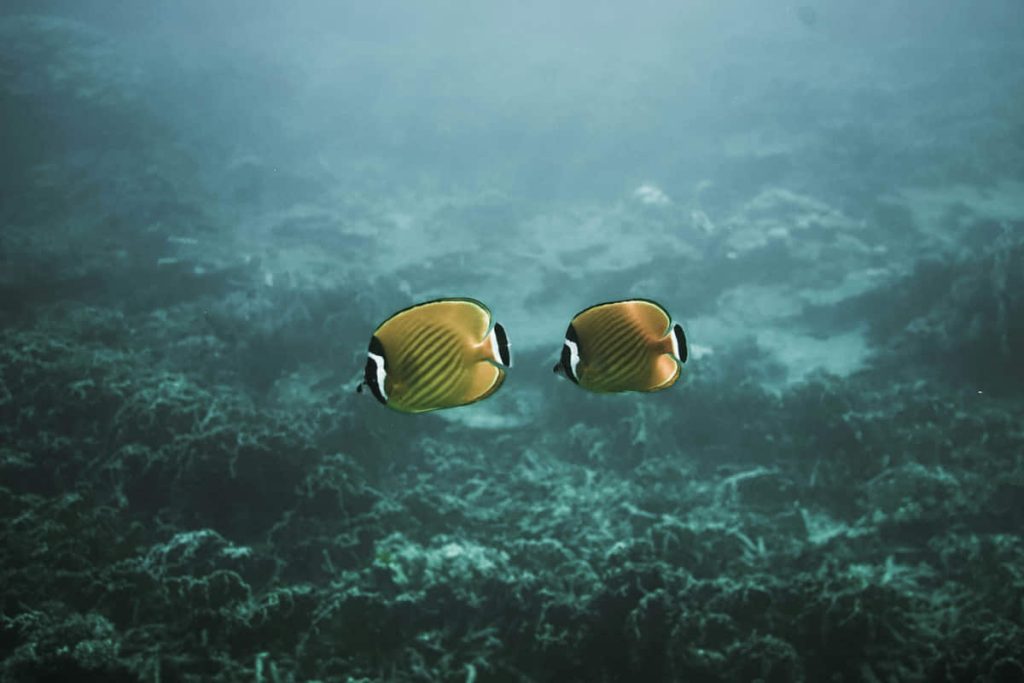 Diving in Thailand: why it’s one of the world’s top destinations 2 Where to Dive in Thailand