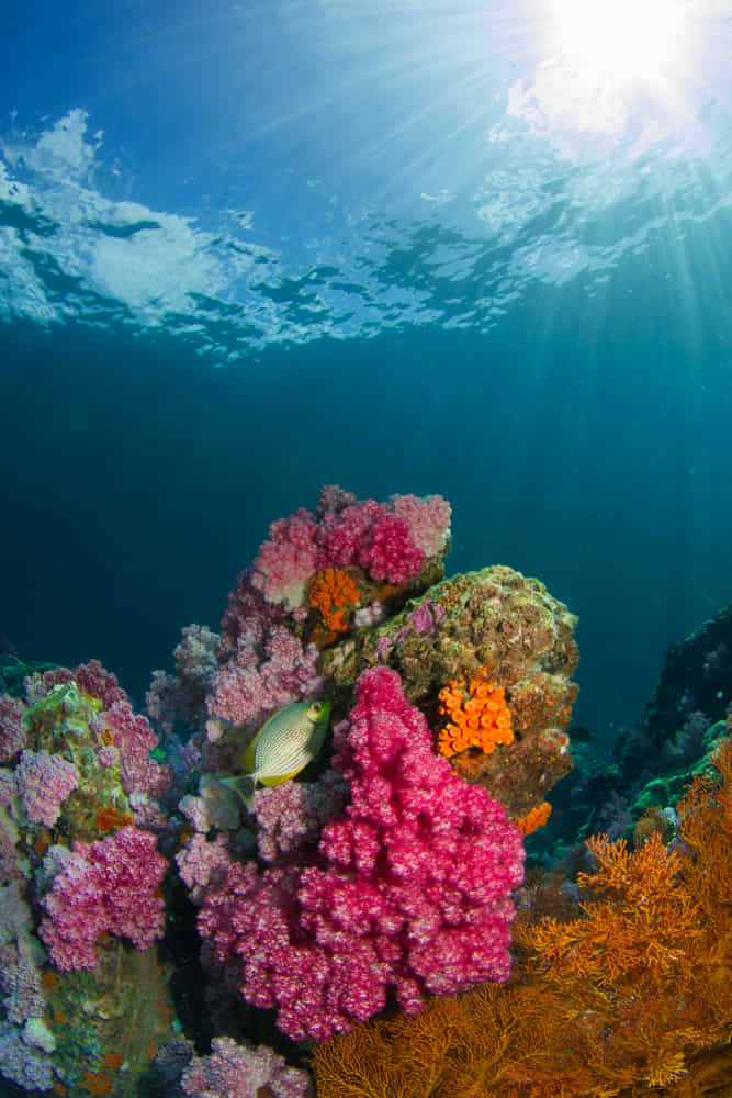 Diving in Thailand: why it’s one of the world’s top destinations 3 Where to Dive in Thailand