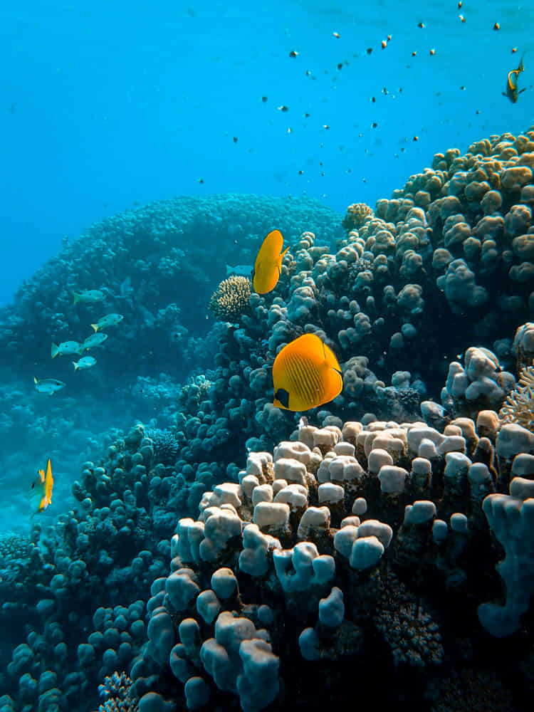 Is it dangerous to dive in the Red Sea? What to know before you go 2 Is it dangerous to dive in the Red Sea?