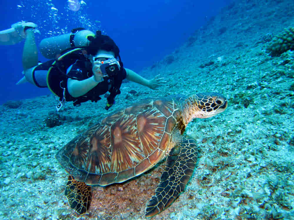 How to choose the ideal diving course based on your level and experience 1 choosing a diving course