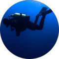 Scuba Diving Koh Phi Phi 19 567d91661d8c394242863ffb80565b60 - Scuba Diving Koh Phi Phi