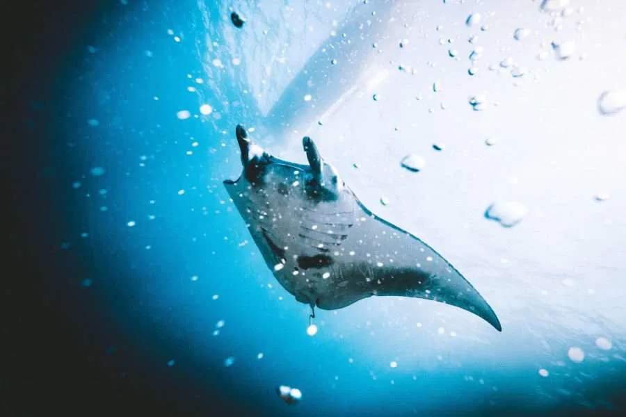 MANTA-4-scaled-1 Buceo Científico