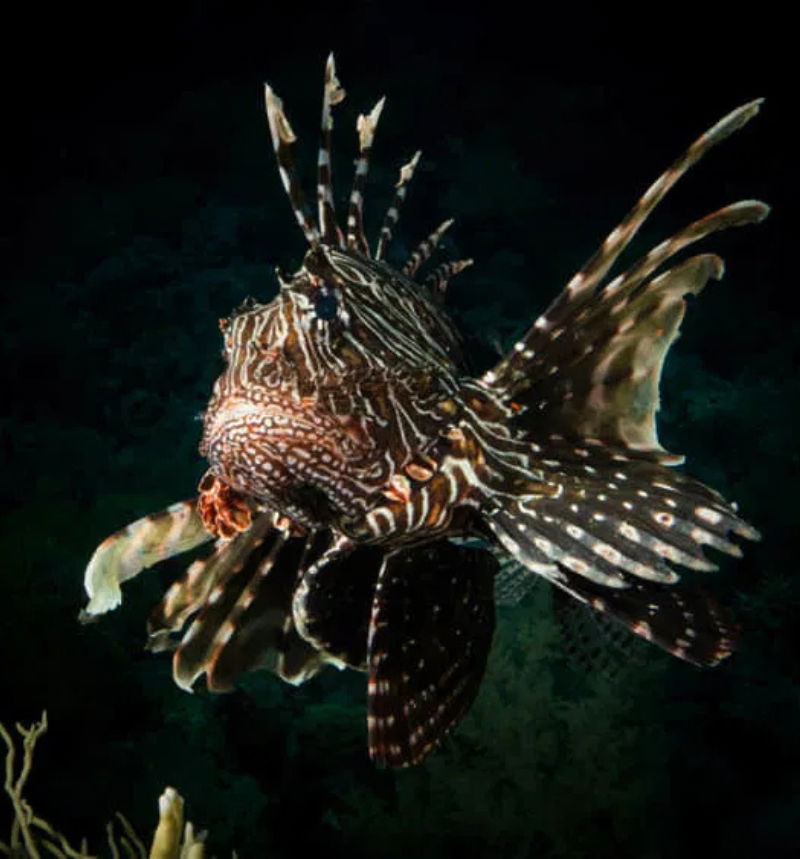 Untitled design - 2025-11-10T144505.783 Untitled design 2025 11 10T144505.783 - Diving in Koh Tao