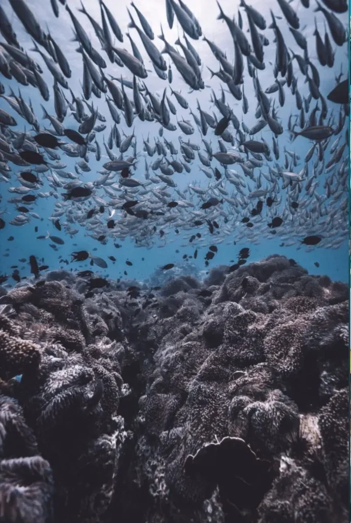 Open Water 30 Programme in Koh Tao — Course image 3