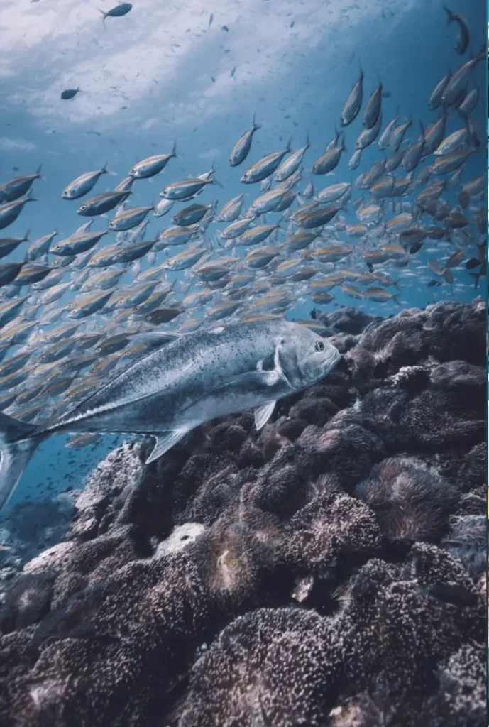Open Water 30 Programme in Koh Tao — Course image 2