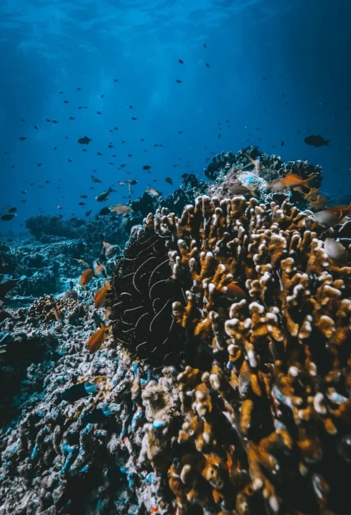 Turtles, coral gardens, pelagics in the blue
