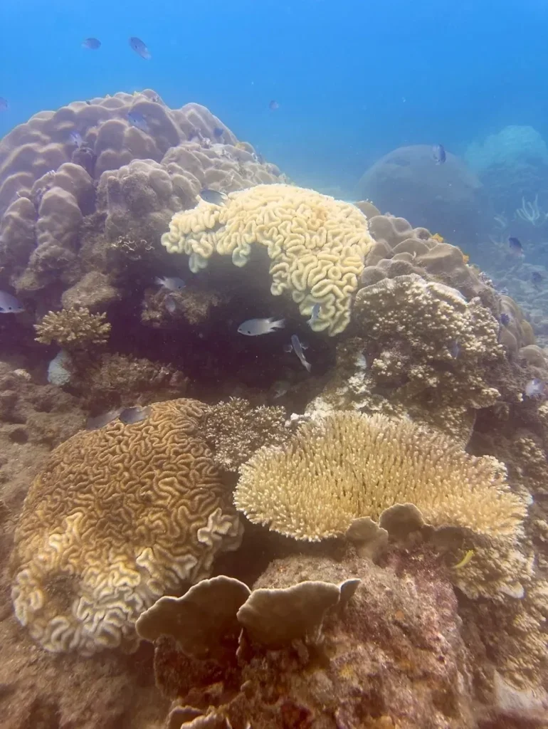 Coral reef · Twins