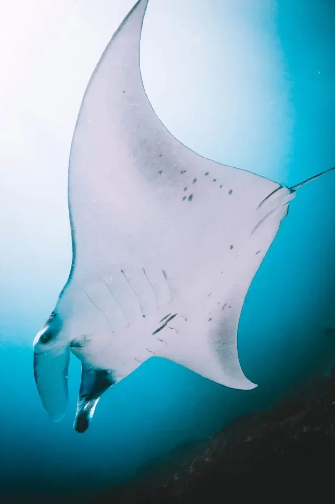Deep Adventure + Fun Dive in Nusa Penida — Course image 2