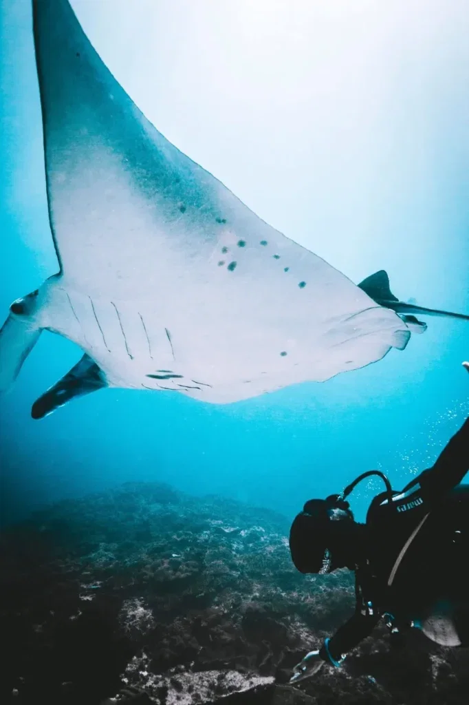 Deep Adventure + Fun Dive in Nusa Penida — Course image 1