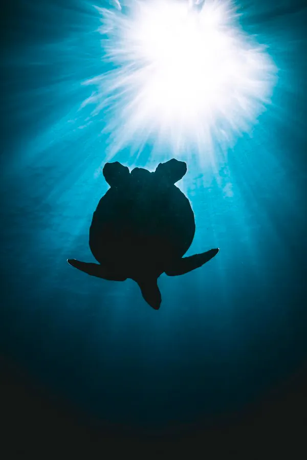 Deep dive Gili T