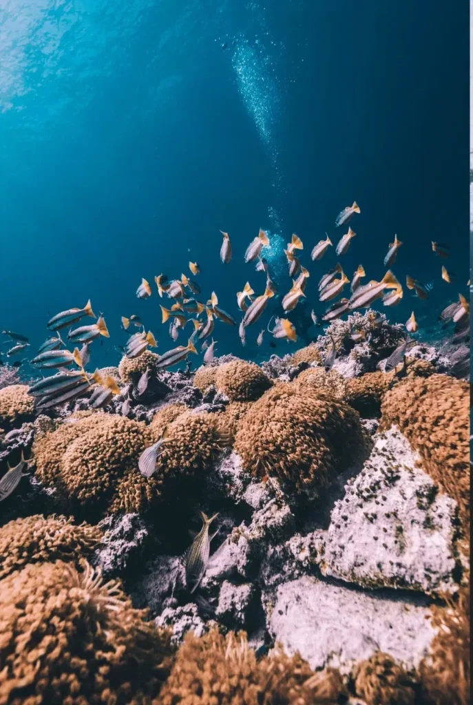 Fun Dives en Gili Air — Imagen del curso 4