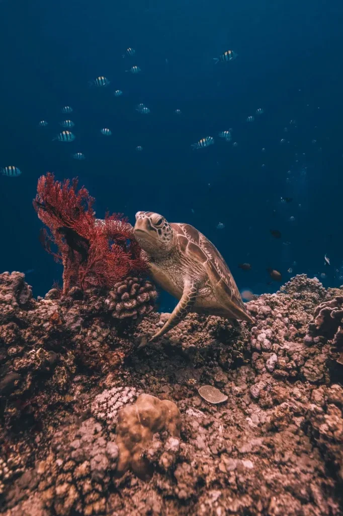 Fun Dives en Gili Air — Imagen del curso 2