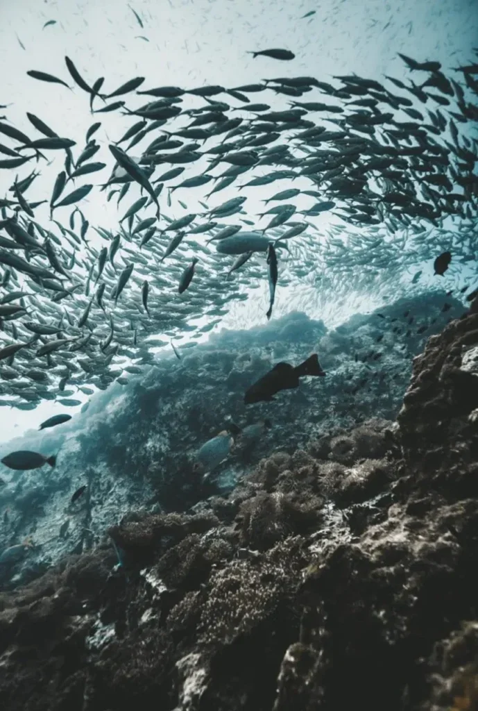 Fun Dives in Koh Tao — Course image 3