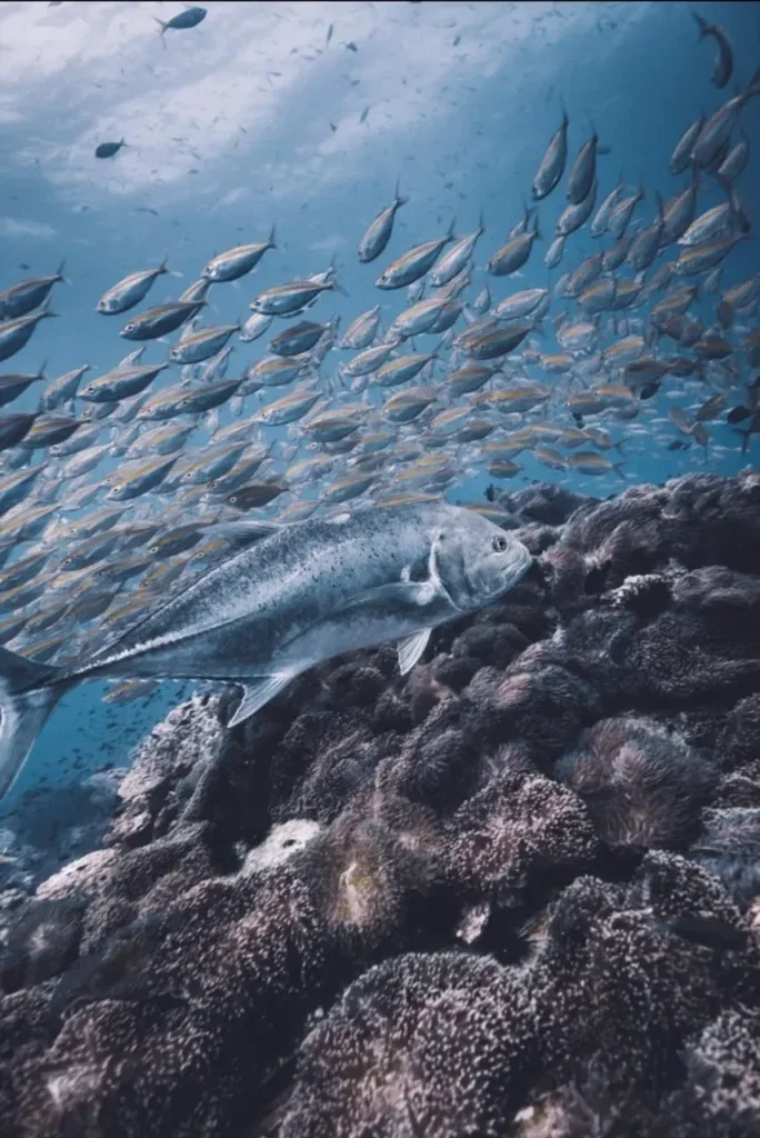 Fun Dives in Koh Tao — Course image 4