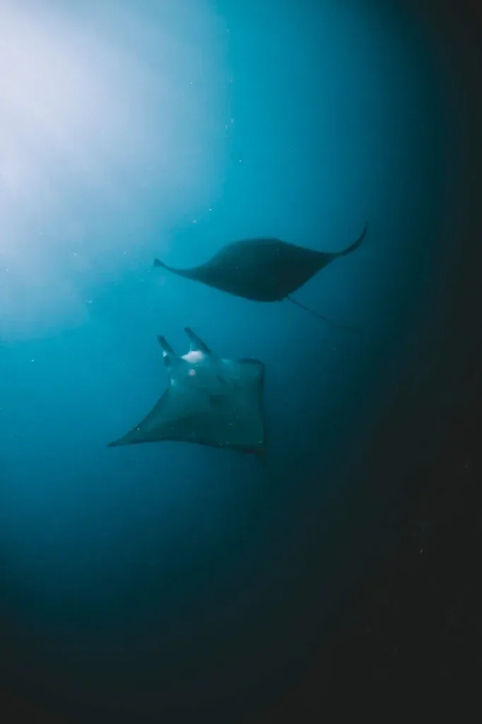 Programa Open Water 30 en Nusa Penida — Imagen del curso 2