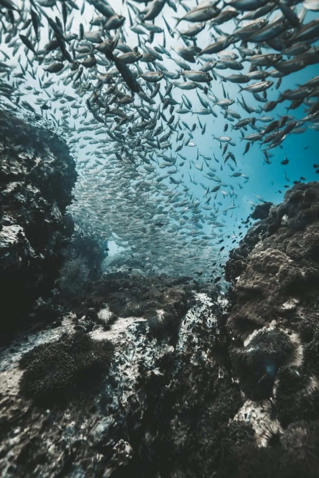 Open Water 30 Programme in Koh Phi Phi