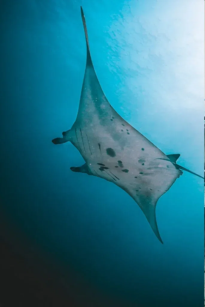 SSI Open Water Course in Nusa Penida — Course image 4