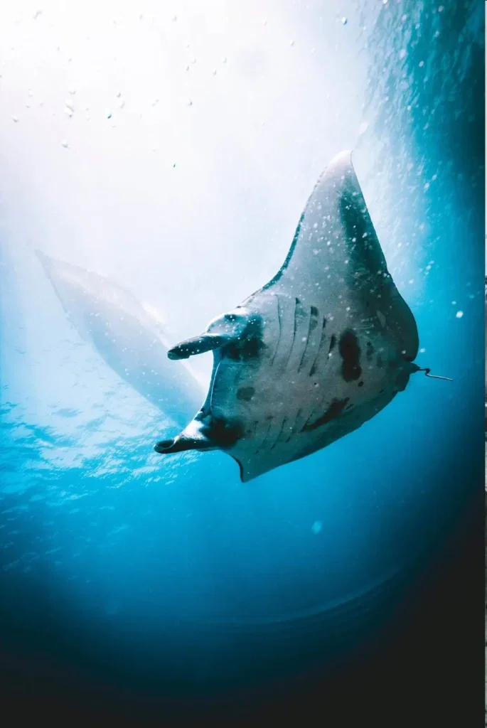 SSI Open Water Course in Nusa Penida — Course image 3