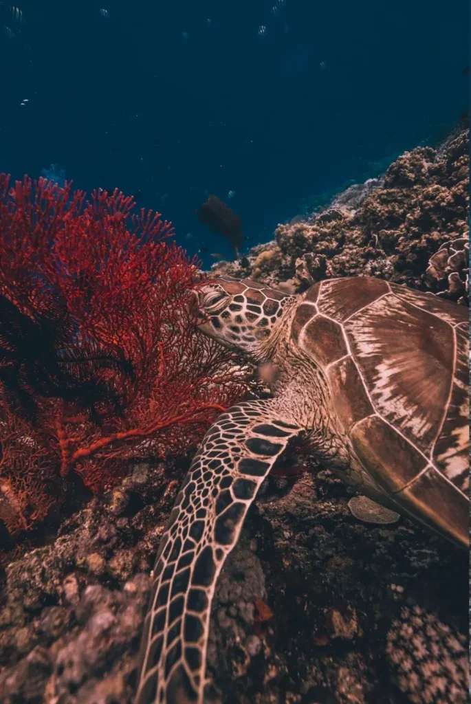 Scuba Refresher in Gili Trawangan — Course image 3