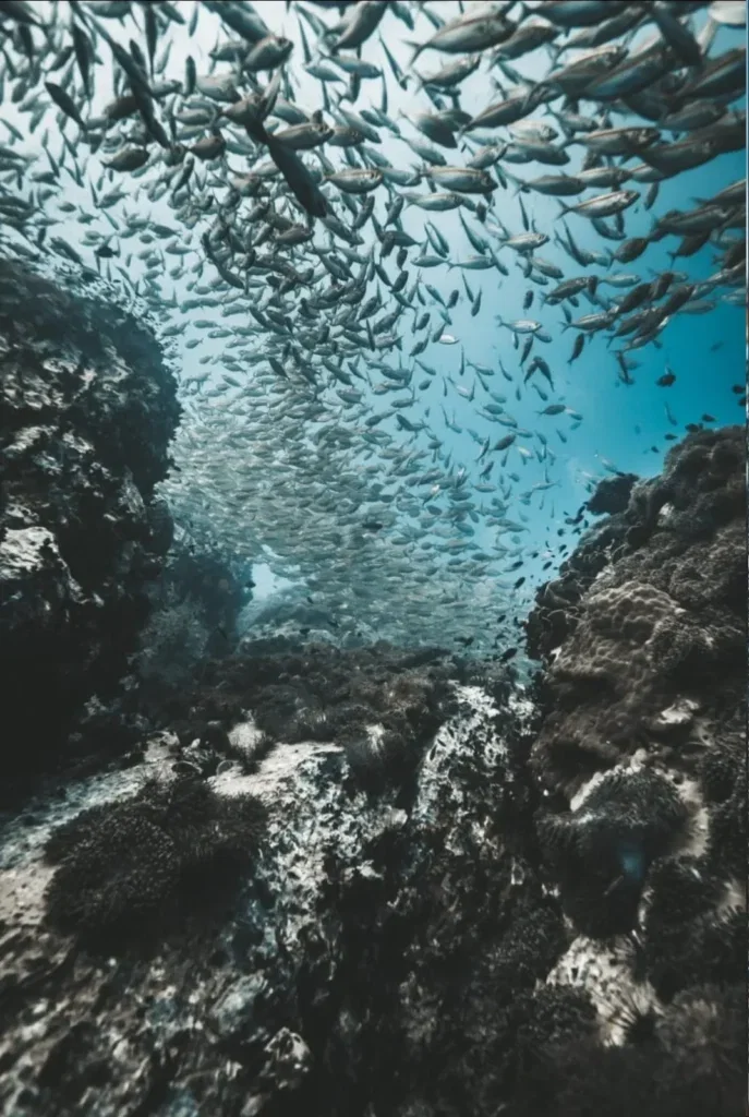 Scuba Refresh + Fun Dive in Koh Phi Phi — Course image 3