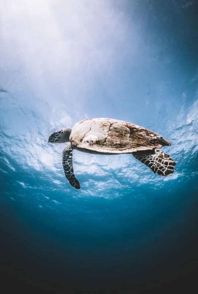 SSI Scuba Diver Course in Nusa Penida — Course image 5