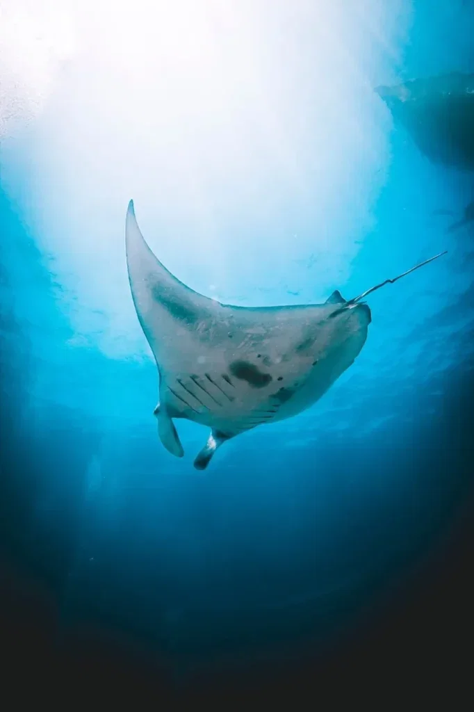 Scuba Refresh + Fun Dive en Nusa Penida — Imagen del curso 3
