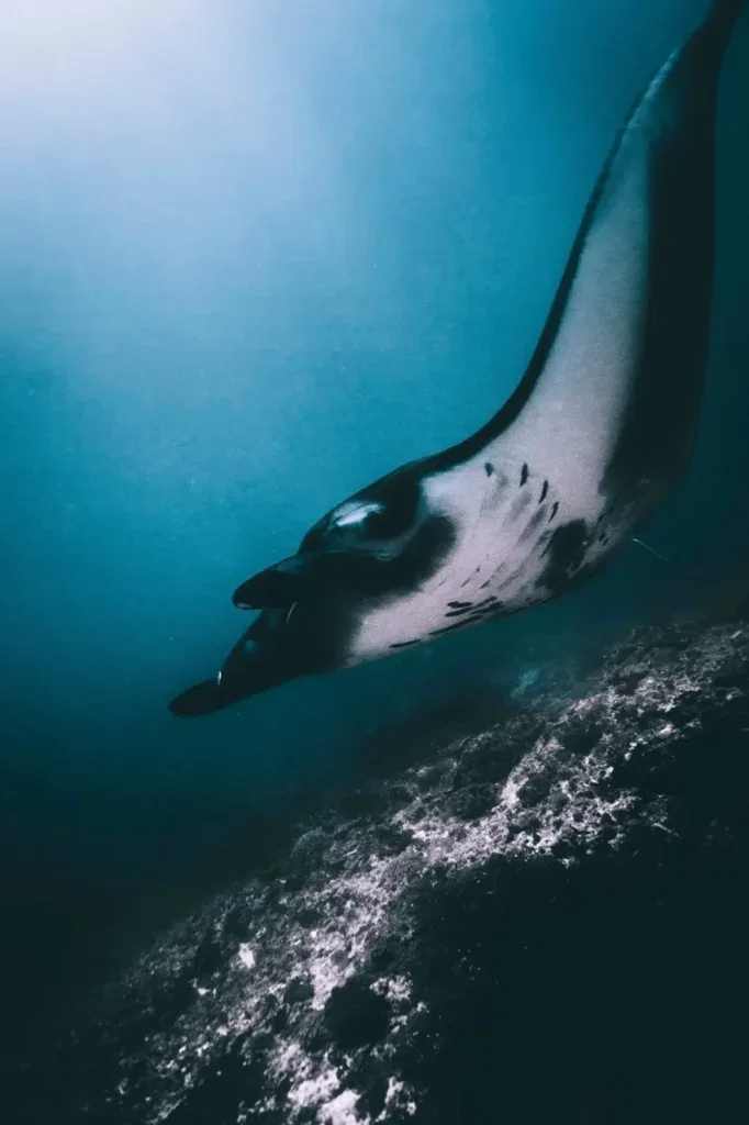 SSI Scuba Diver Course in Nusa Penida — Course image 7
