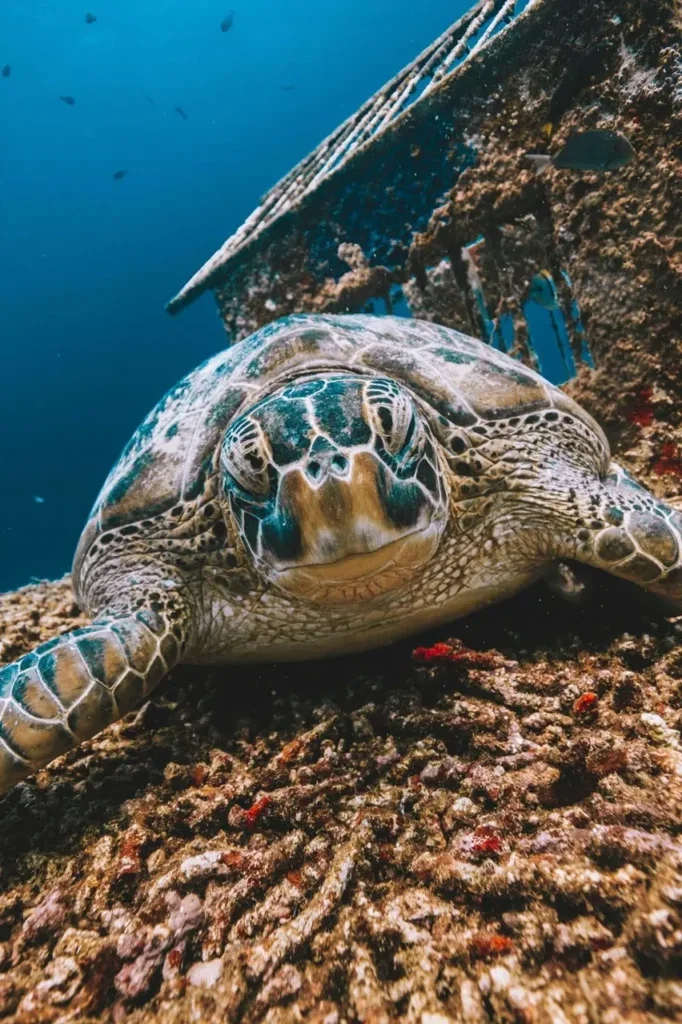 Bautizo de Buceo en Gili Air, Indonesia — Imagen del curso 1